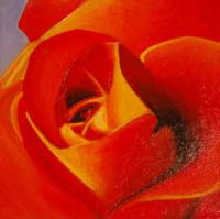 Orange-Rose.jpg