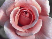 Rose-oh-Sweet-Rose.jpg