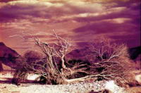 Desert_Tree_Colora.jpg