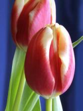 3-Tulip-Duo.jpg