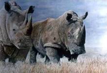 3-rhinos.jpg