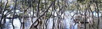 mangrove0.2.jpg