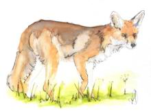 Reynard-the-fox.jpg