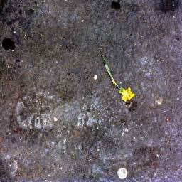 Story-(Daffodil).jpg