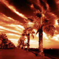 Infra-RED-Palm-Trees.jpg