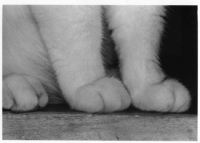 molly-3-paws.jpg