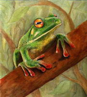 Tree-Frog.jpg