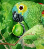 green-parrot.jpg
