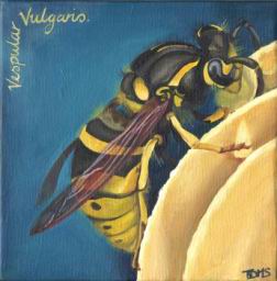 vespulacopy.jpg