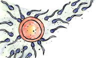 fertilisation-3.jpg