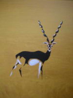 black-buck.jpg