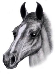 foalhead.jpg