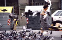 Barcelona-Pigeons.jpg